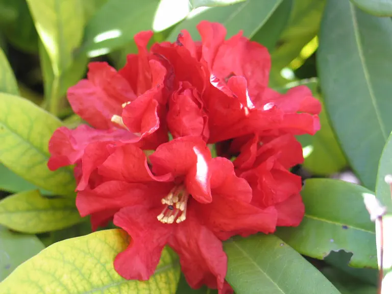 Photo of R. 'Rabatz', Rhododendron Hybrid