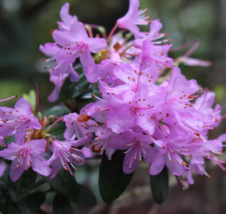 Photo of R. 'Nahanni', Rhododendron Hybrid
