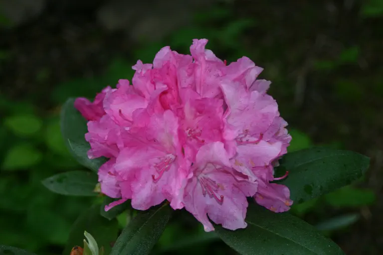 Photo of R. 'Oakton', Rhododendron Hybrid