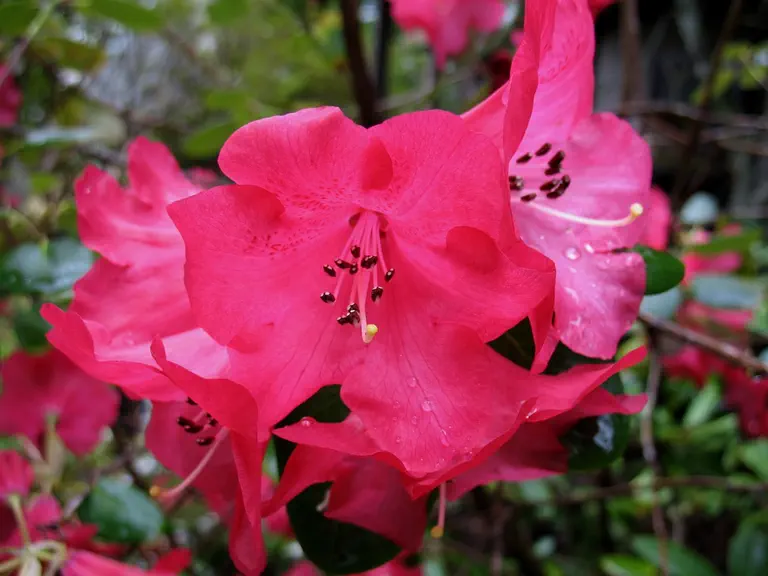 Photo of R. 'Thomwilliams Group', Rhododendron Cultivar group