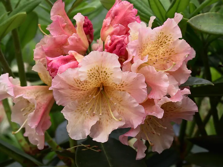 Photo of R. 'Oberpfälzer Sonnenschein', Rhododendron Hybrid