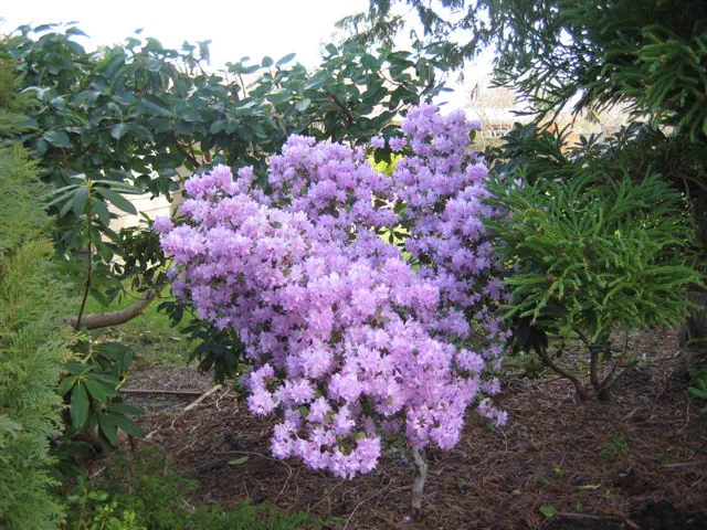 Photo of R. 'PJM Group', Rhododendron Cultivar group