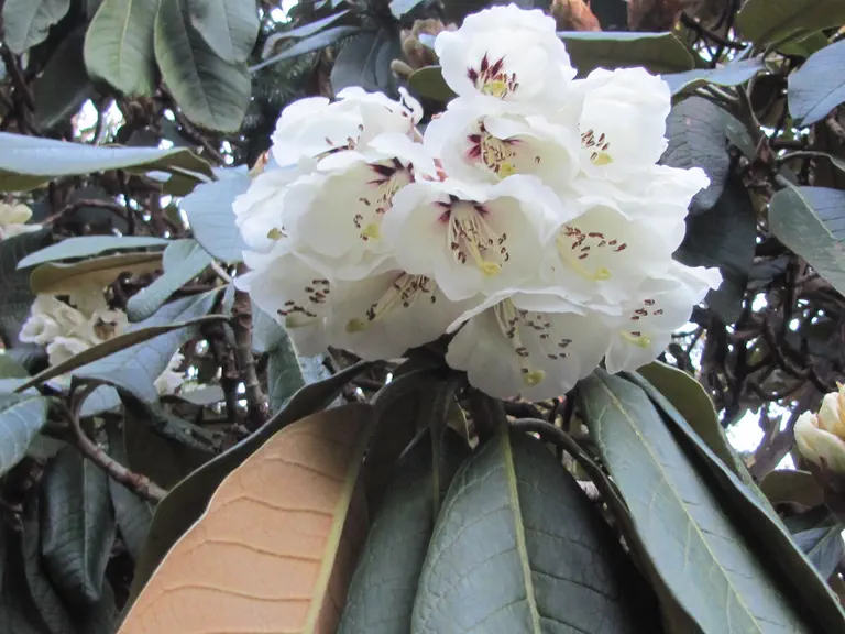 Photo of R. 'Muriel', Rhododendron Hybrid