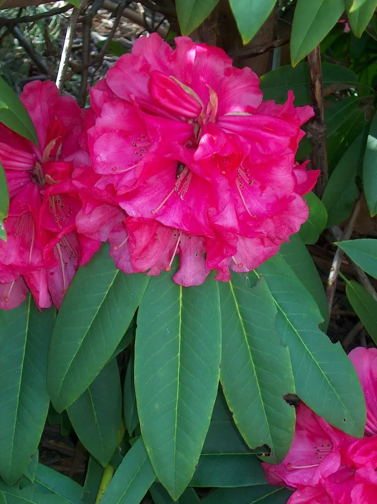 Photo of R. 'Pacific Glow', Rhododendron Hybrid