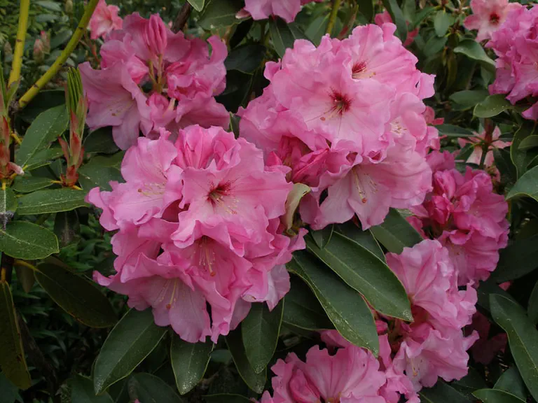 Photo of R. 'Qualicum's Pride', Rhododendron Hybrid