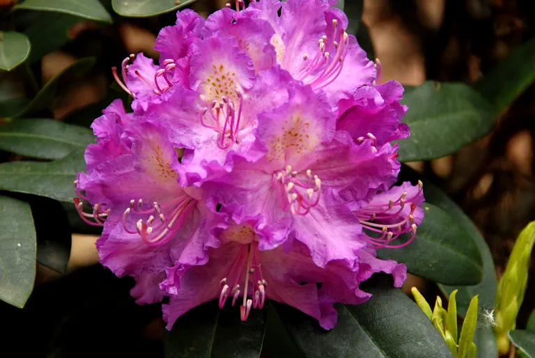Photo of R. 'Quapp', Rhododendron Hybrid