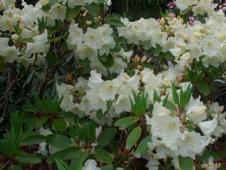 Photo of R. 'Idealist Group', Rhododendron Cultivar group