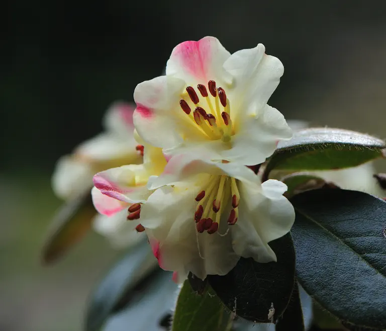 Photo of R. 'Quaver', Rhododendron Hybrid