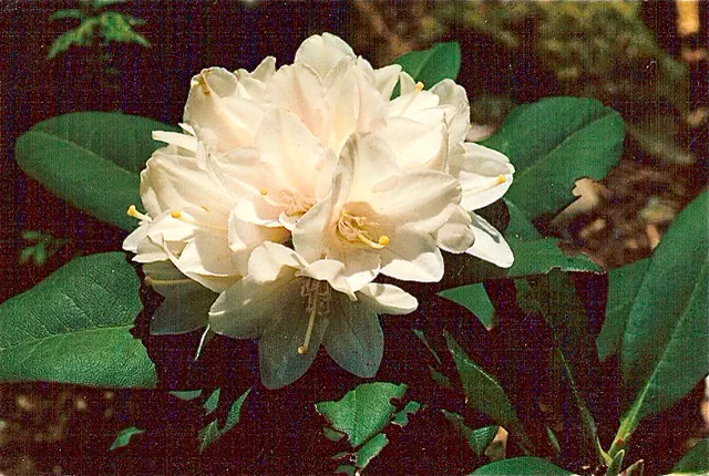 Photo of R. 'Sachet', Rhododendron Hybrid