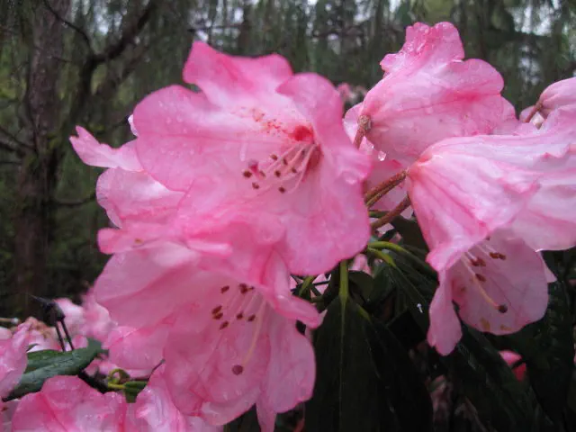 Photo of R. 'Estacada', Rhododendron Hybrid