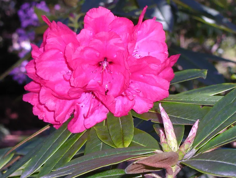Photo of R. 'Tabitha', Rhododendron Hybrid