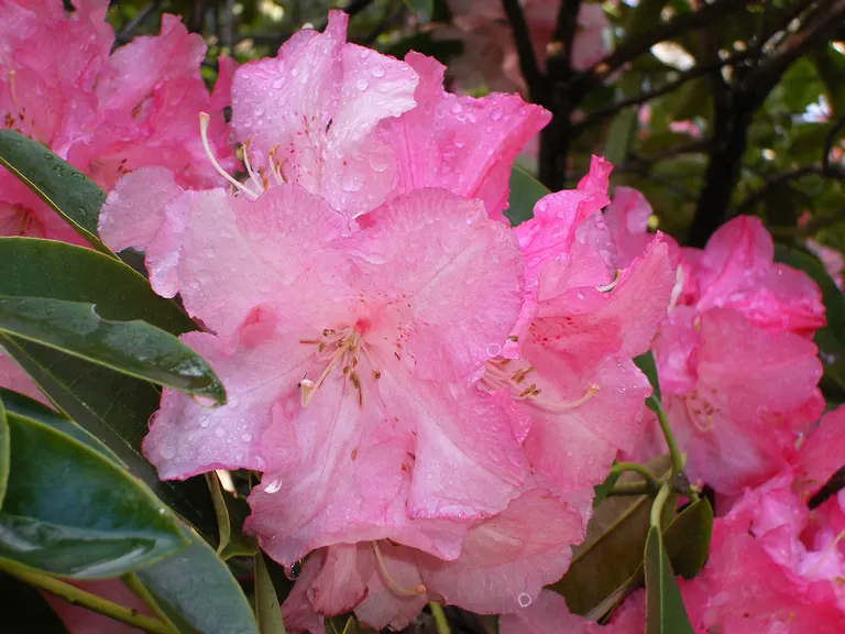 Photo of R. 'Unknown Warrior x Ole Olson', Rhododendron Hybrid