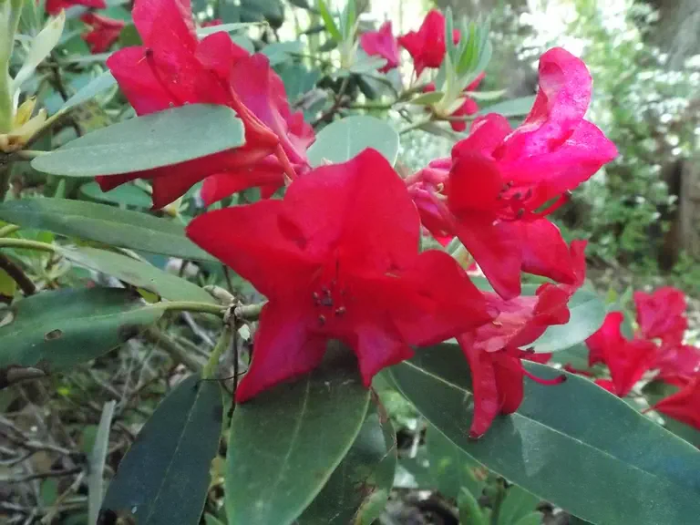 Photo of R. 'Rangoon', Rhododendron Hybrid