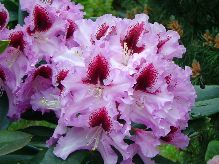 Photo of R. 'Hachmann's Kabarett', Rhododendron Hybrid