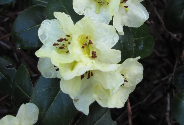 Photo of R. 'Valaspis', Rhododendron Hybrid