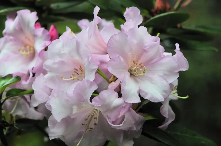 Photo of R. 'Misty Moonlight', Rhododendron Hybrid