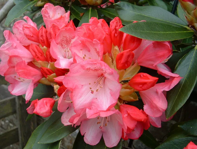 Photo of R. 'Raspberry Ripple', Rhododendron Hybrid