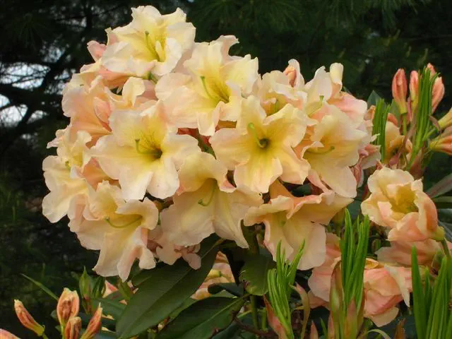 Photo of R. 'Bisque', Rhododendron Hybrid