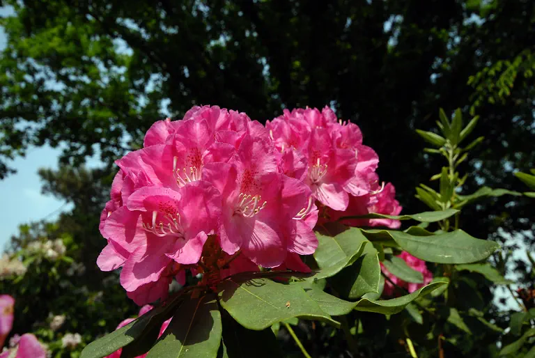 Photo of R. 'Parkfreude', Rhododendron Hybrid