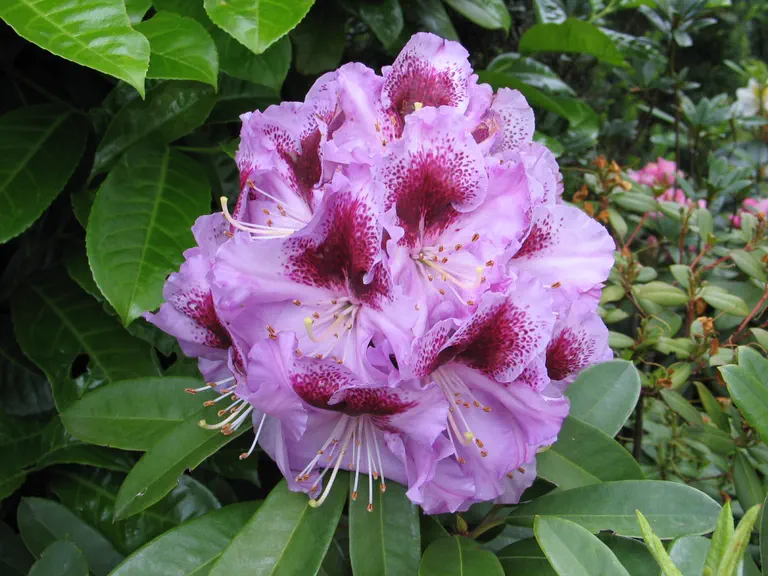Photo of R. 'Rasputin', Rhododendron Hybrid