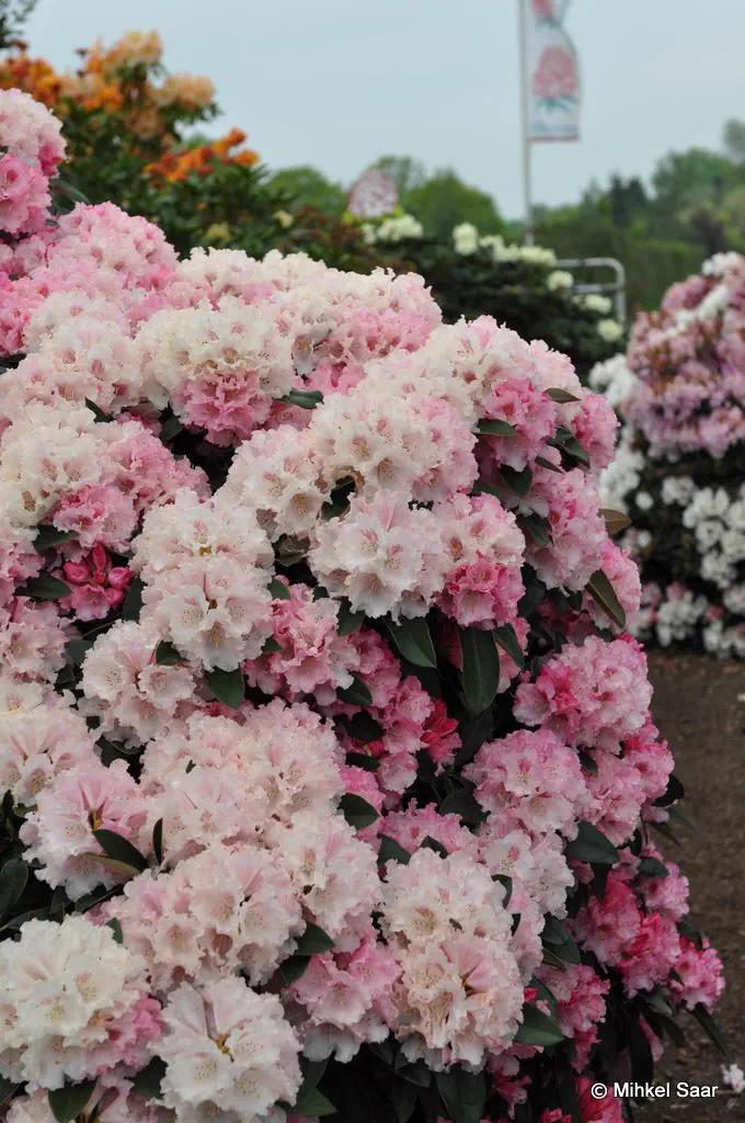 Photo of R. 'Heinje's Zauberflöte', Rhododendron Hybrid