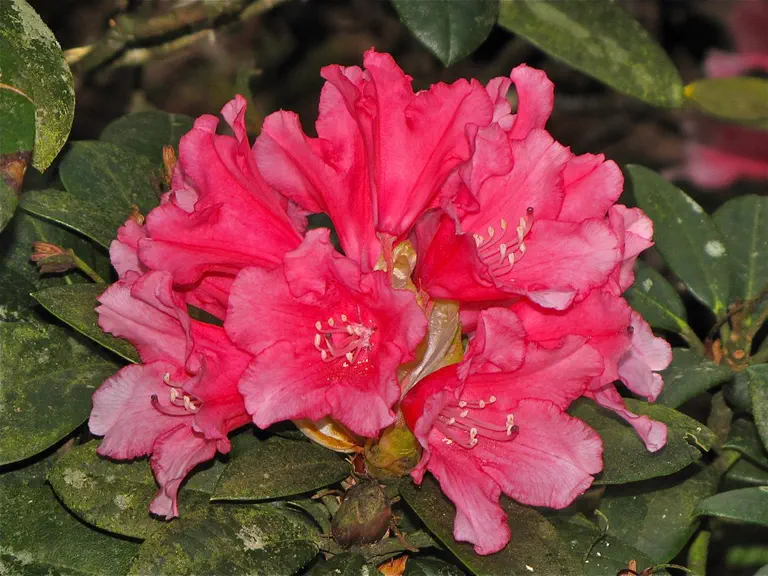 Photo of R. 'Colibri', Rhododendron Hybrid
