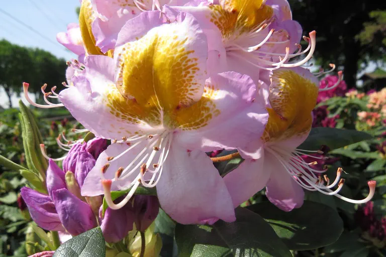 Photo of R. 'Madame Jules Porgčs', Rhododendron Hybrid