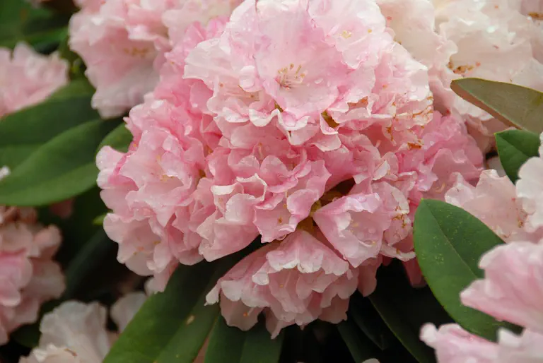 Photo of R. 'Graf Anton Günther', Rhododendron Hybrid