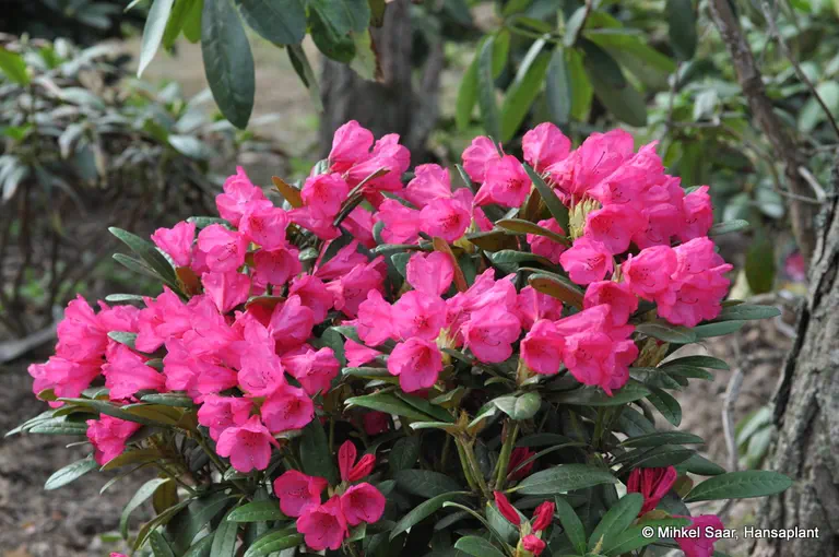 Photo of R. 'Nathalie', Rhododendron Hybrid