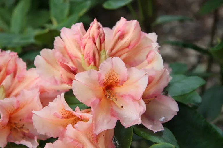 Photo of R. 'Norfolk Candy', Rhododendron Hybrid