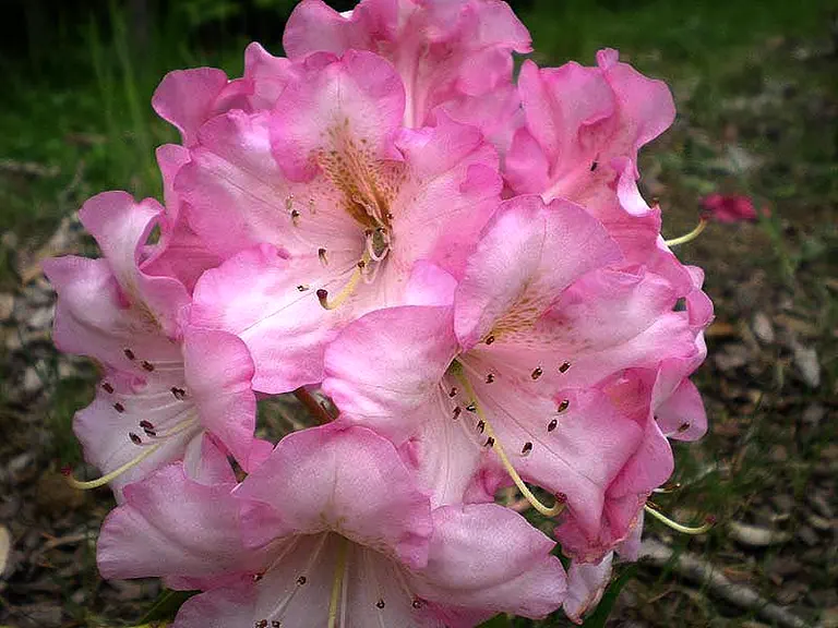 Photo of R. 'Xerox', Rhododendron Hybrid