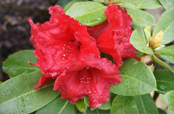 Photo of R. 'Red Jack', Rhododendron Hybrid