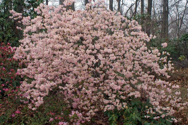 Photo of R. 'Floda', Rhododendron Hybrid