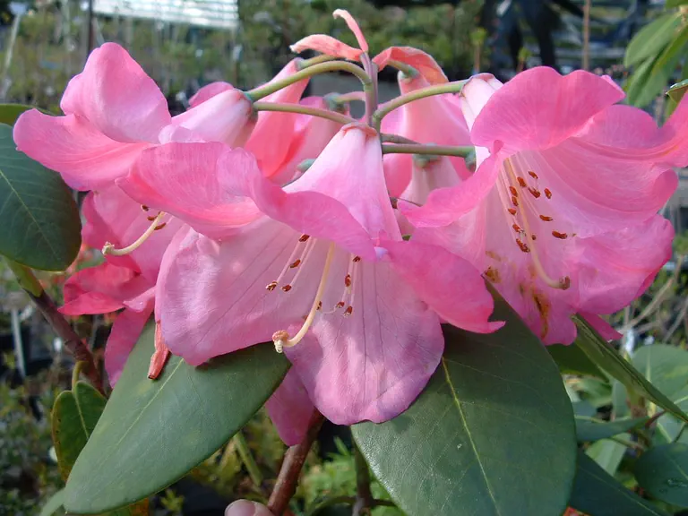 Photo of R. 'Aurora', Rhododendron Hybrid