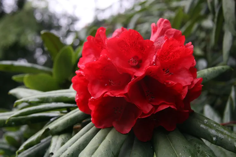 Photo of R. 'Red Majesty', Rhododendron Hybrid
