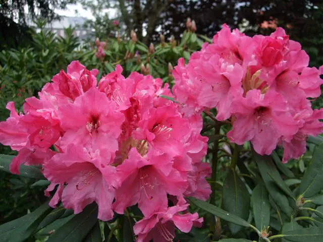 Photo of R. 'Regine Meltzer', Rhododendron Hybrid