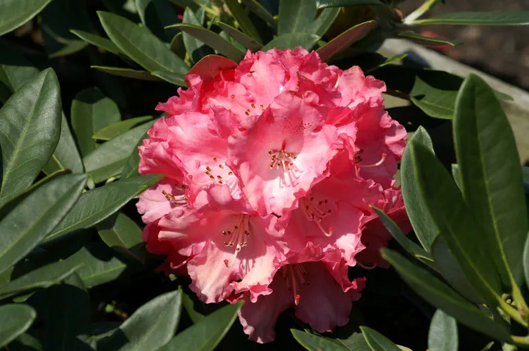 Photo of R. 'Rendezvous', Rhododendron Hybrid