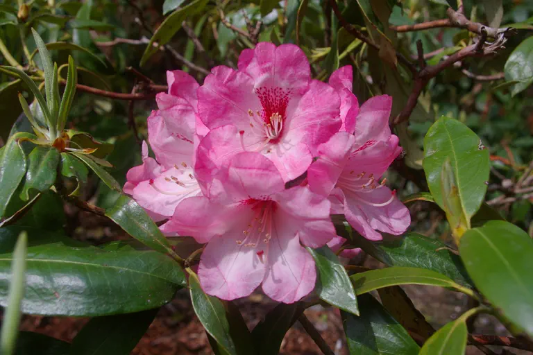 Photo of R. 'Renoir', Rhododendron Hybrid