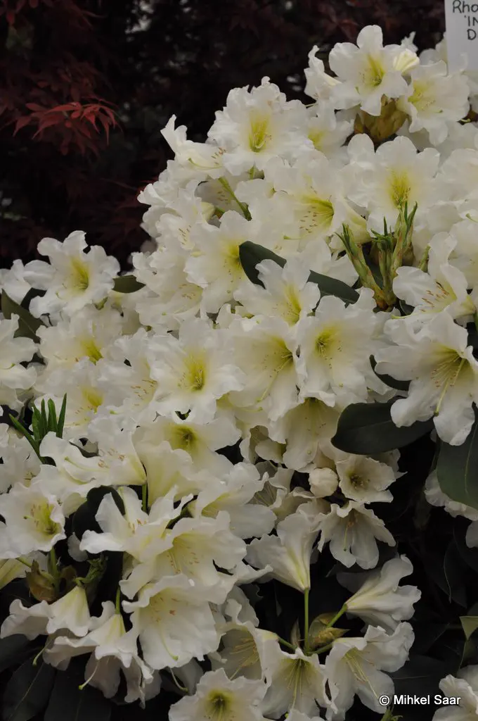 Photo of R. 'Rhodunter 48', Rhododendron Hybrid