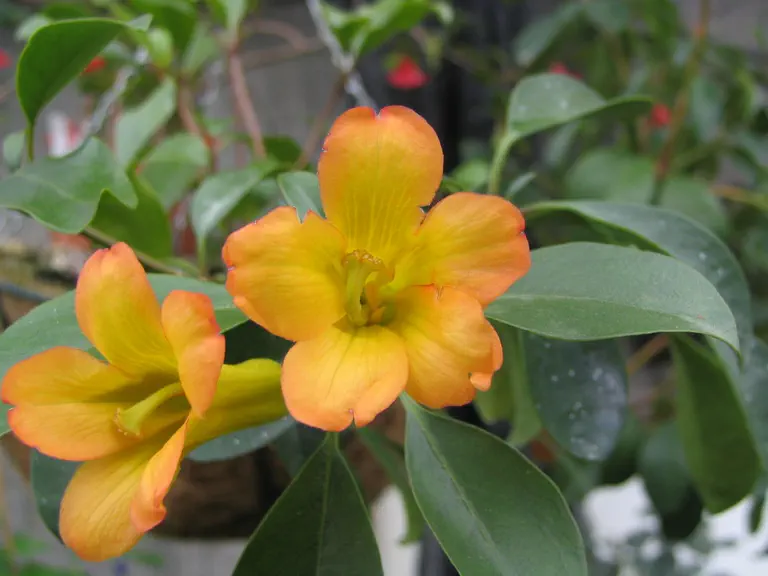 Photo of R. christianae 'Sunset', Rhododendron Species Selection