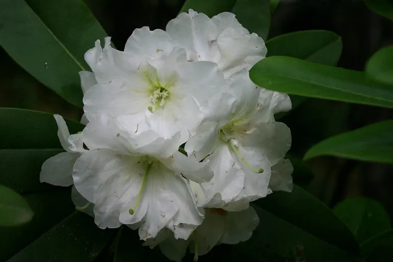 Photo of R. 'Helen Everitt', Rhododendron Hybrid