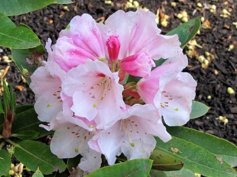 Photo of R. 'Bonnie Campbell', Rhododendron Hybrid