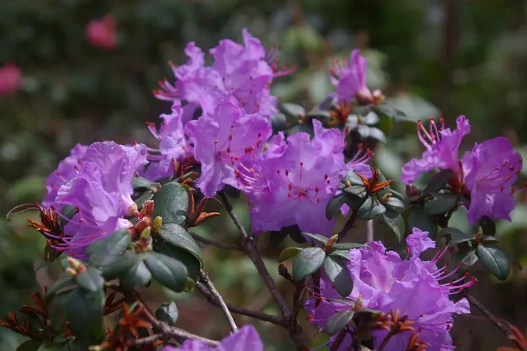 Photo of R. 'Blue Diamond Group', Rhododendron Cultivar group
