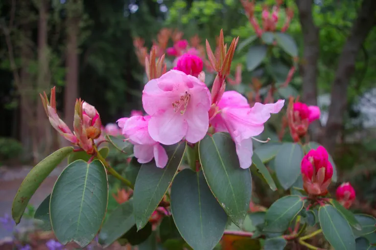 Photo of R. 'Bow Bells Group', Rhododendron Cultivar group