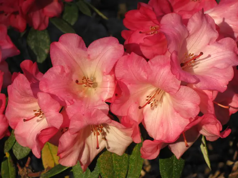 Photo of R. 'Riplet Group', Rhododendron Hybrid