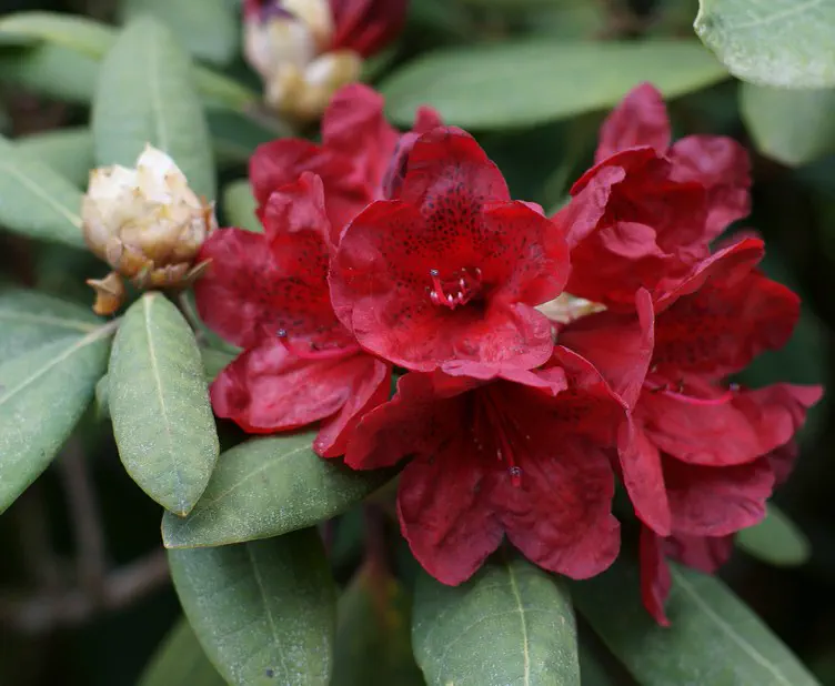 Photo of R. 'Grenadier', Rhododendron Hybrid