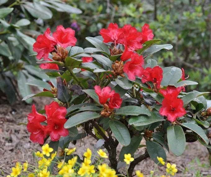 Photo of R. 'Rotkäppchen', Rhododendron Hybrid