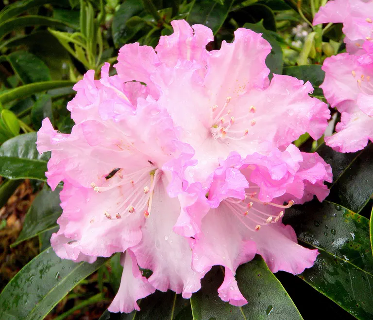 Photo of R. 'Royal Ruffles', Rhododendron Hybrid