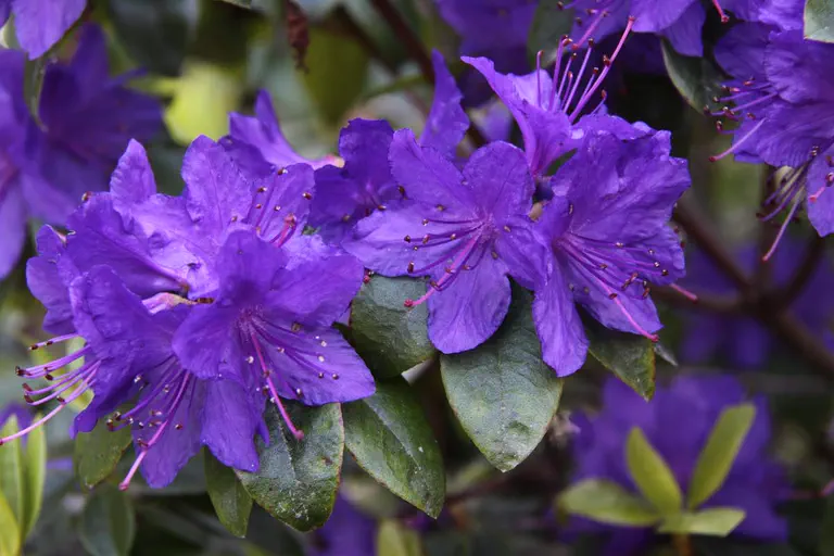 Photo of R. 'Ilam Violet', Rhododendron Hybrid