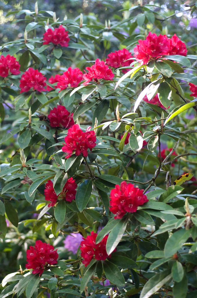 Photo of R. 'Robert Croux', Rhododendron Hybrid